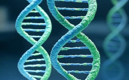 Unraveling the Genetics of ADHD: MTHFR, COMT, and MAO Insights